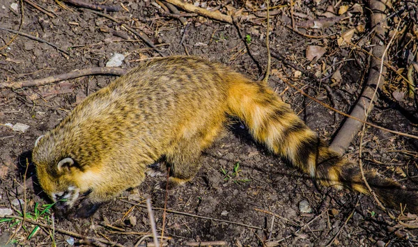 Południowoamerykańskie Coati Nasua Nasua Znane Również Jako Coati Pierścieniem Ogonowym — Zdjęcie stockowe