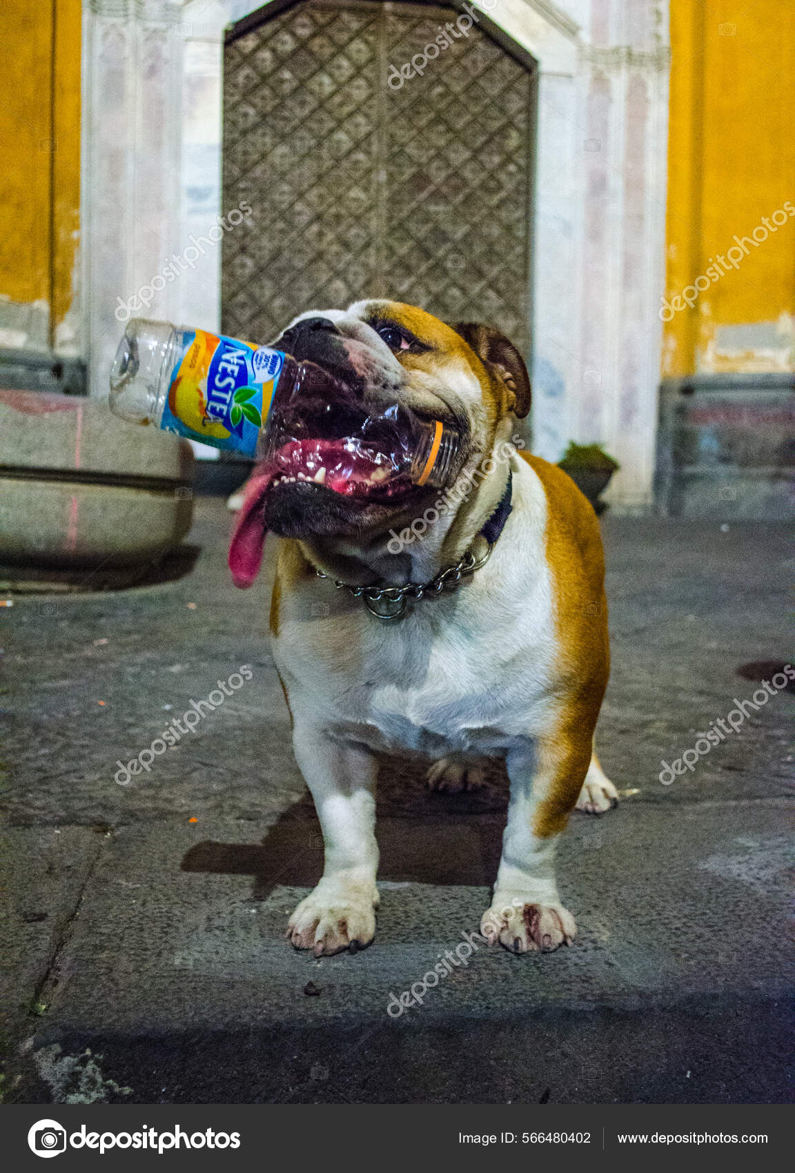 Bulldog puppy cheap biting