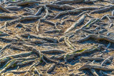 Kuru toprağa yayılmış köklerin ayrıntıları