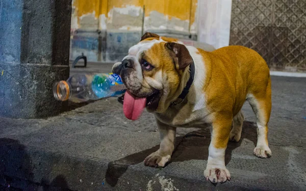 Cute Bulldog Puppy Biting Plastic Bottle Italian City Naples — Zdjęcie stockowe