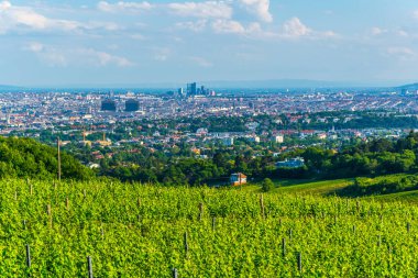 Kahlenberg Tepesi 'nin üzüm bağlarının arkasına gizlenmiş Viyana' nın hava manzarası