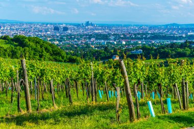 Kahlenberg Tepesi 'nin üzüm bağlarının arkasına gizlenmiş Viyana' nın hava manzarası