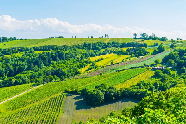 Vineyards Situated Slope Kahlenberg Hill Vienna Austria — Stock Photo, Image