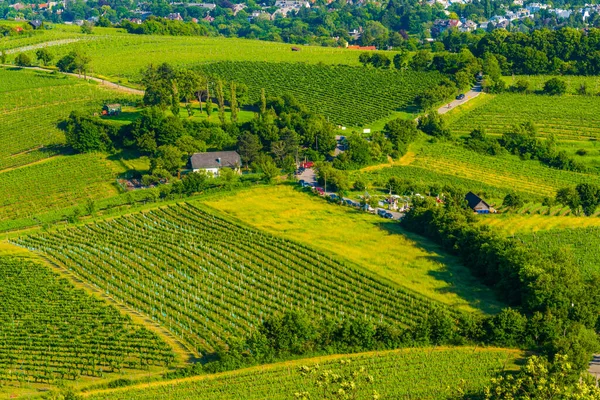 Виноградники Расположенные Склоне Холма Каленберг Венне Австрия — стоковое фото