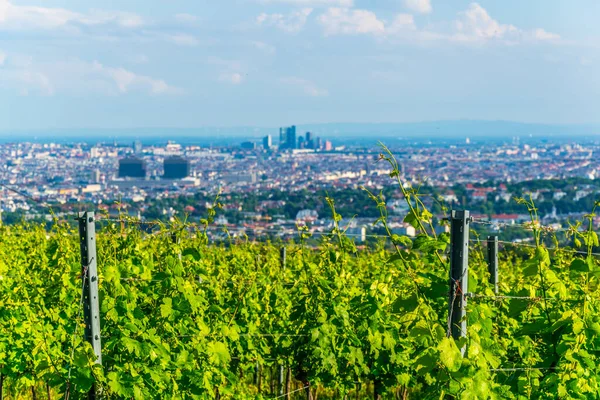 Kahlenberg Tepesi 'nin üzüm bağlarının arkasına gizlenmiş Viyana' nın hava manzarası