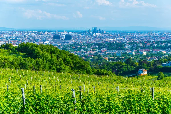 Kahlenberg Tepesi 'nin üzüm bağlarının arkasına gizlenmiş Viyana' nın hava manzarası