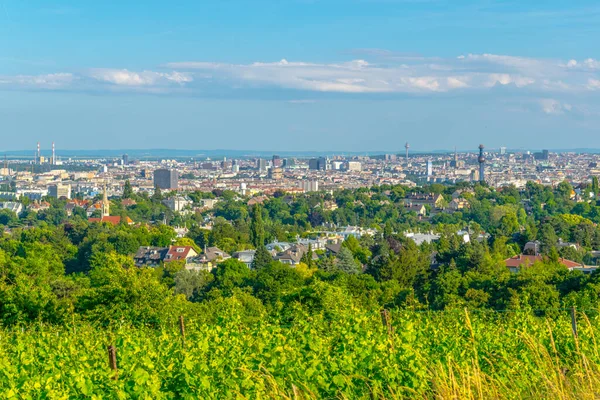 Kahlenberg Tepesi 'nin üzüm bağlarının arkasına gizlenmiş Viyana' nın hava manzarası