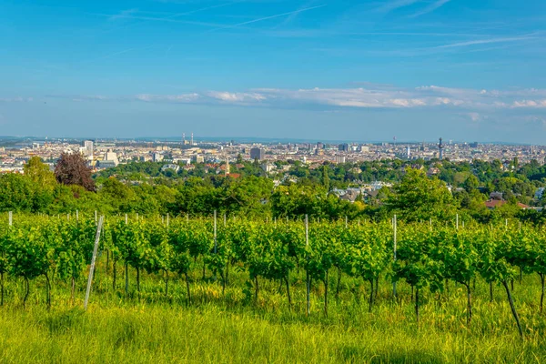 Kahlenberg Tepesi 'nin üzüm bağlarının arkasına gizlenmiş Viyana' nın hava manzarası