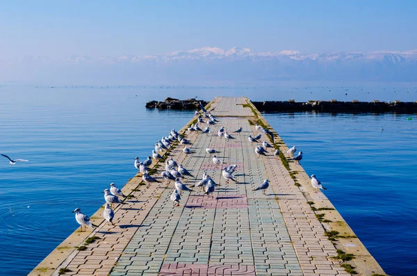 Tengeri Sirályok Ülnek Egy Betonrakparton Ostridban Macedóniában — Stock Fotó