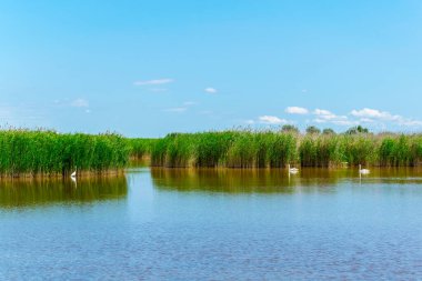 neusiedlersee lake on the border between Austria and Hungary