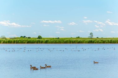 Avusturya 'nın Burgenland şehrinde bulunan bir tuz gölü..