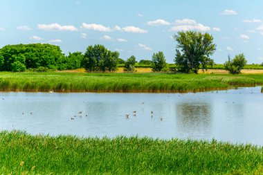 Avusturya 'nın Burgenland şehrinde bulunan bir tuz gölü..