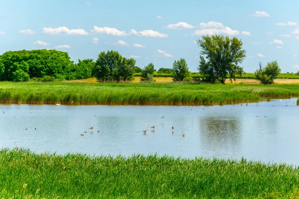 Avusturya 'nın Burgenland şehrinde bulunan bir tuz gölü..