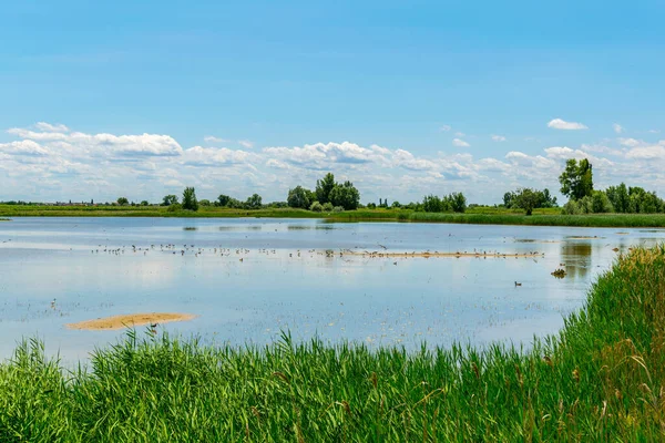 Avusturya 'nın Burgenland şehrinde bulunan bir tuz gölü..