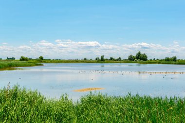 Avusturya 'nın Burgenland şehrinde bulunan bir tuz gölü..