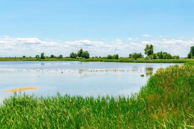 Avusturya 'nın Burgenland şehrinde bulunan bir tuz gölü..