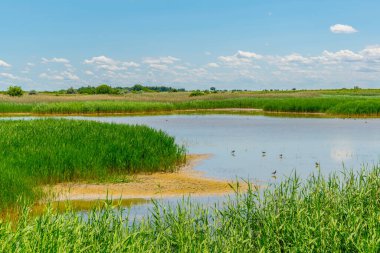 Avusturya 'nın Burgenland şehrinde bulunan bir tuz gölü..