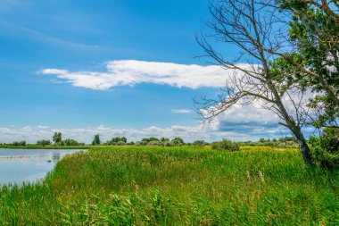 Avusturya 'nın Burgenland şehrinde bulunan bir tuz gölü..