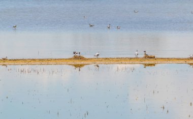 Avusturya 'nın Burgenland şehrinde bulunan bir tuz gölü..