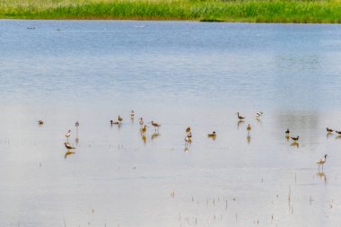 Avusturya 'nın Burgenland şehrinde bulunan bir tuz gölü..