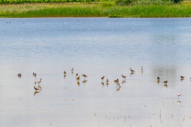 Avusturya 'nın Burgenland şehrinde bulunan bir tuz gölü..