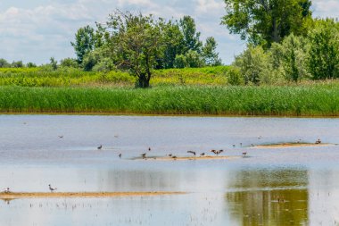 Avusturya 'nın Burgenland şehrinde bulunan bir tuz gölü..