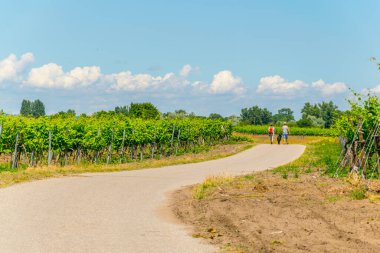 Avusturya 'da hayal görenlerin yanına kurulmuş bir üzüm bağının manzarası.