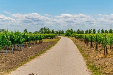 Avusturya 'da hayal görenlerin yanına kurulmuş bir üzüm bağının manzarası.
