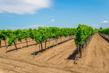 Avusturya 'da hayal görenlerin yanına kurulmuş bir üzüm bağının manzarası.