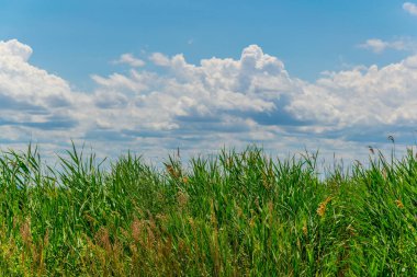 Avusturya 'da yeşil kamış çevreyi sarmış.