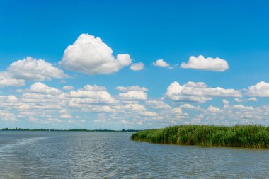 Avusturya 'da yeşil kamış çevreyi sarmış.