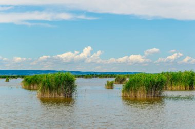 Avusturya 'da yeşil kamış çevreyi sarmış.