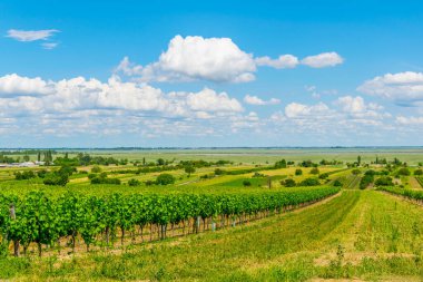 Avusturya 'da hayal görenlerin yanına kurulmuş bir üzüm bağının manzarası.