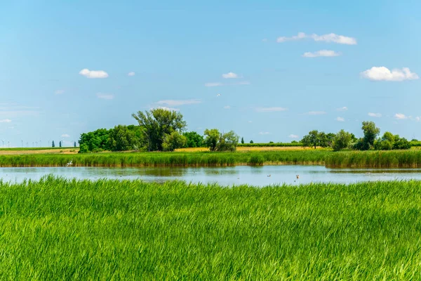 Avusturya 'nın Burgenland şehrinde bulunan bir tuz gölü..