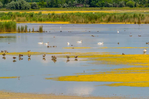 Avusturya 'nın Burgenland kentindeki Neusiedlersee ve Ilmitz köylerinin yanında bulunan bir tuzlu göl..