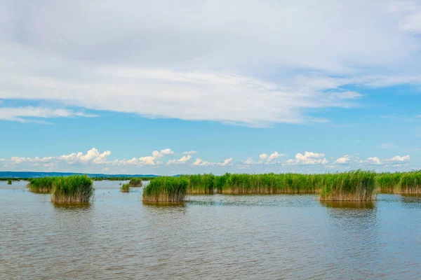 Avusturya 'da yeşil kamış çevreyi sarmış.