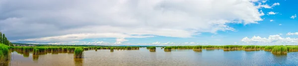 Roseau Vert Entourant Neusiedlersee Autriche — Photo