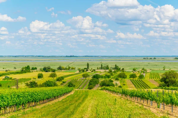 Avusturya 'da hayal görenlerin yanına kurulmuş bir üzüm bağının manzarası.