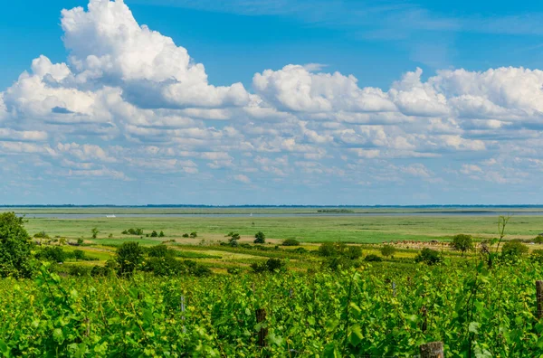 Avusturya 'da hayal görenlerin yanına kurulmuş bir üzüm bağının manzarası.