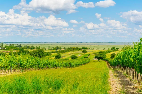 View Vineyard Situated Next Neusiedlersee Austria — Foto Stock