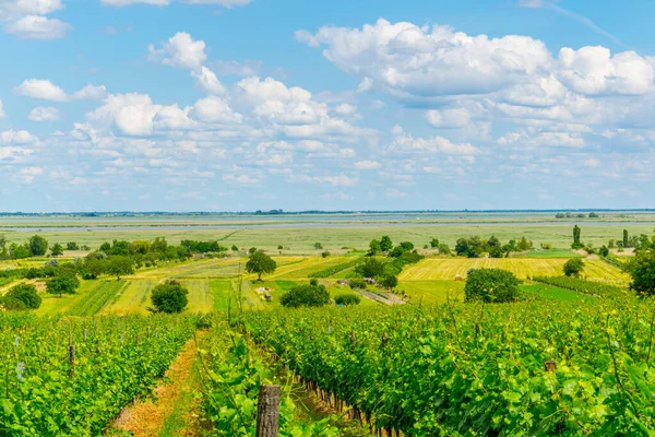 View Vineyard Situated Next Neusiedlersee Austria — ストック写真