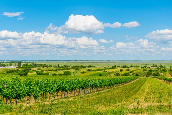 Avusturya 'da hayal görenlerin yanına kurulmuş bir üzüm bağının manzarası.