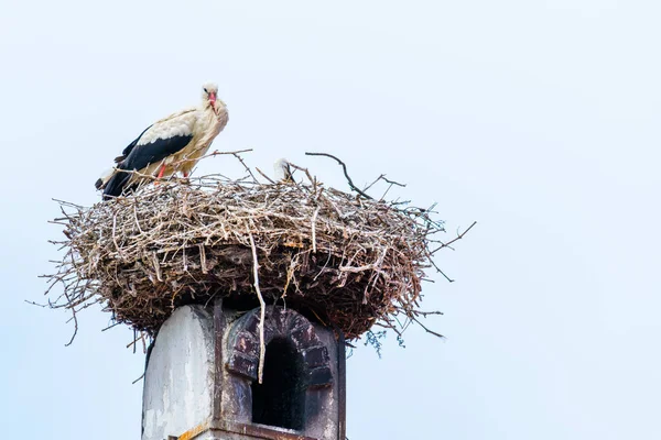 Austrian City Rust Situated Next Neusiedler See Lake Famous Storks — ストック写真