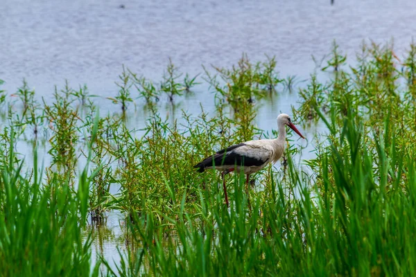 Een Jonge Ooievaar Zoek Naar Een Maaltijd Riet Bij Roeststad — Stockfoto