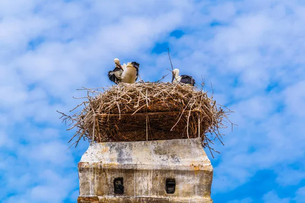 Austrian City Rust Situated Next Neusiedler See Lake Famous Storks — ストック写真