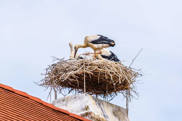 Austrian City Rust Situated Next Neusiedler See Lake Famous Storks — стокове фото