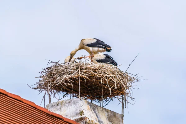 Austrian City Rust Situated Next Neusiedler See Lake Famous Storks — стокове фото