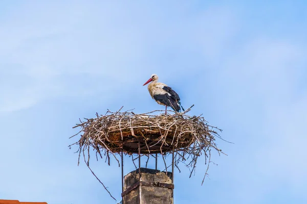 Austrian City Rust Situated Next Neusiedler See Lake Famous Storks — стокове фото