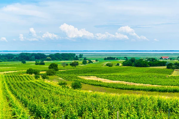 Vue Sur Vignoble Situé Côté Neusiedlersee Autriche — Photo