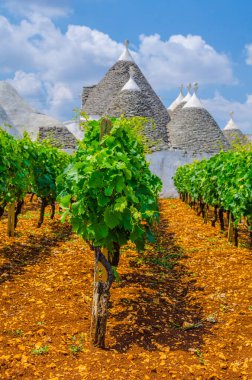 Puglia, İtalya 'da Alberobello' da üzüm bağlarıyla çevrili geleneksel beyaz trulli evler
